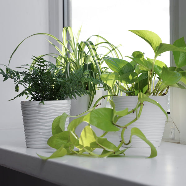 Indoor Plants & Outdoor Plants