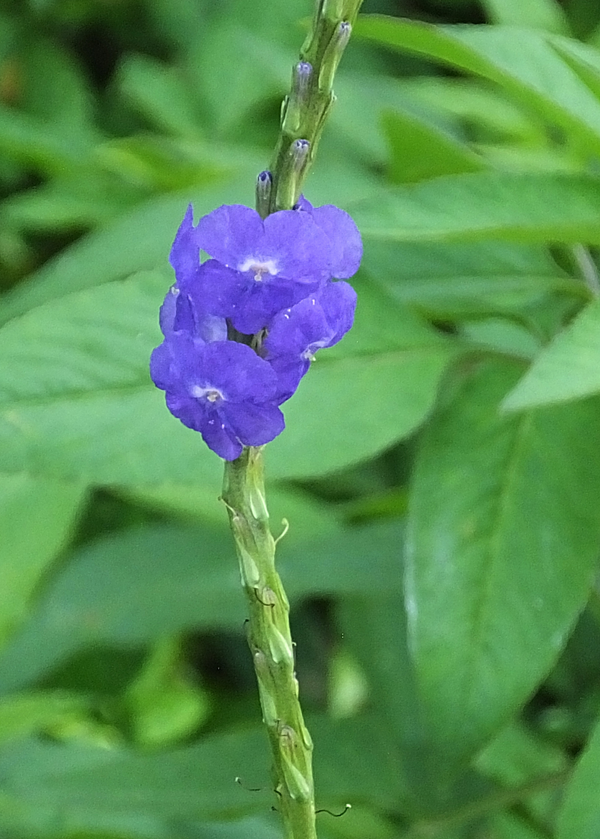 Blue Porterweed (Stachytarpheta jamaicensis)